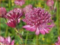 Astrantia major &#39;Capri&#39;