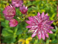 Astrantia major &#39;Capri&#39;