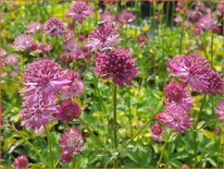 Astrantia major &#39;Capri&#39;