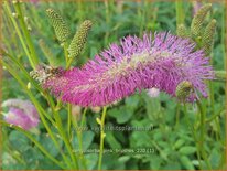 Sanguisorba &#39;Pink Brushes&#39;