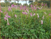 Sanguisorba &#39;Pink Brushes&#39;