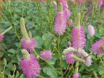 Sanguisorba &#39;Pink Brushes&#39;