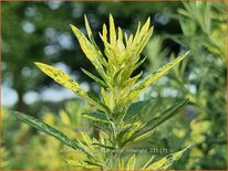 Artemisia vulgaris &#39;Oriental Limelight&#39;