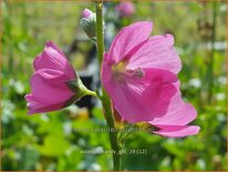 Sidalcea 'Candy Girl'