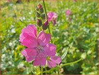 Sidalcea 'Candy Girl'