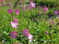 Sidalcea 'Candy Girl'