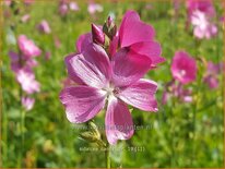 Sidalcea 'Candy Girl'