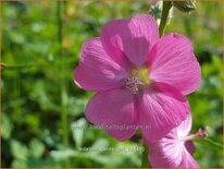 Sidalcea 'Candy Girl'