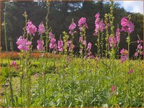 Sidalcea 'Candy Girl'