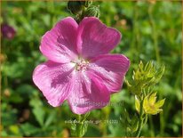 Sidalcea 'Candy Girl'