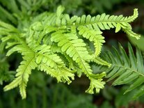 Dryopteris affinis &#39;Cristata The King&#39;