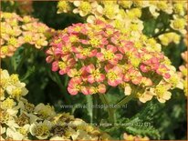 Achillea millefolium &#39;Milly Rock Yellow Terracotta&#39;