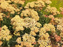 Achillea millefolium &#39;Milly Rock Yellow Terracotta&#39;