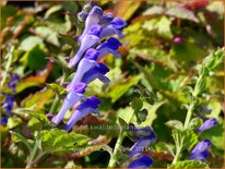 Ajuga incisa &#39;Blue Enigma&#39;