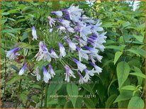 Agapanthus &#39;Fireworks&#39;