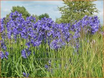 Agapanthus &#39;Pretty Heidy&#39;