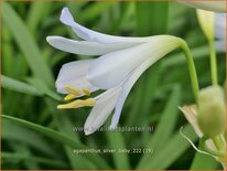 Agapanthus &#39;Silver Baby&#39;