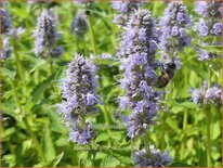 Agastache &#39;Blue Fortune&#39;