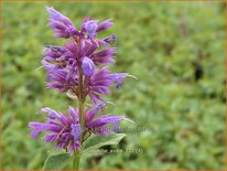 Agastache &#39;Ayala&#39;