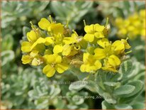 Alyssum wulfenianum &#39;Golden Spring&#39;