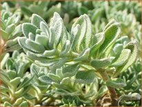 Alyssum wulfenianum &#39;Golden Spring&#39;