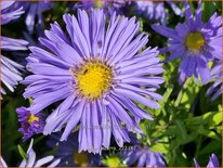 Aster &#39;Azurro&#39;