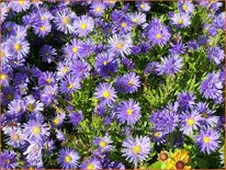 Aster &#39;Azurro&#39;