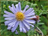 Aster &#39;Blauer Zwerg&#39;