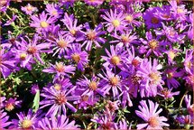 Aster &#39;Heinz Richard&#39;