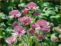 Astrantia major &#39;Pink Button&#39;