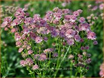 Astrantia major &#39;Pink Button&#39;