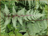 Athyrium niponicum var. pictum