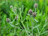 Centaurea rhaetica