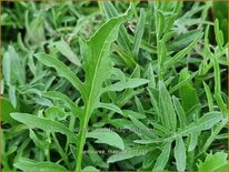 Centaurea rhaetica