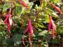 Fuchsia regia subsp. reitzii