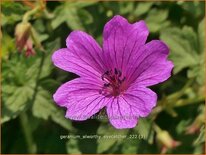 Geranium 'Elworthy Eyecatcher'