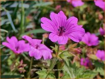 Geranium 'Elworthy Eyecatcher'