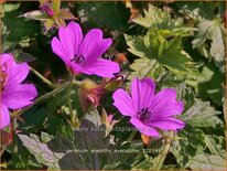 Geranium 'Elworthy Eyecatcher'