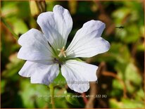 Geranium oxonianum 'Ankum's White'