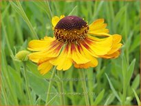 Helenium 'Fata Morgana'