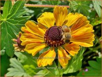 Helenium 'Flamenco'