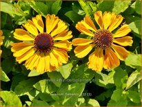 Helenium 'Flamenco'