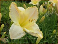 Hemerocallis 'Purissima'