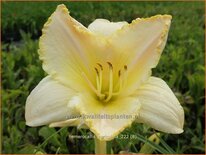 Hemerocallis 'Purissima'