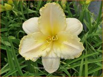 Hemerocallis 'Purissima'