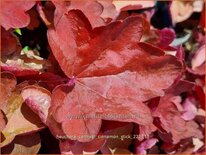 Heuchera 'Carnival Cinnamon Stick'