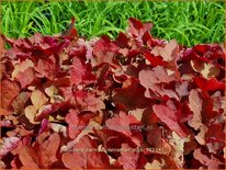 Heuchera 'Carnival Cinnamon Stick'