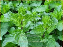 Mentha spicata var. crispa 'Nana'