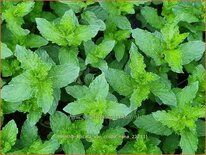 Mentha spicata var. crispa 'Nana'