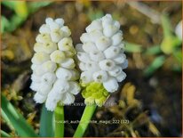 Muscari aucheri 'White Magic'